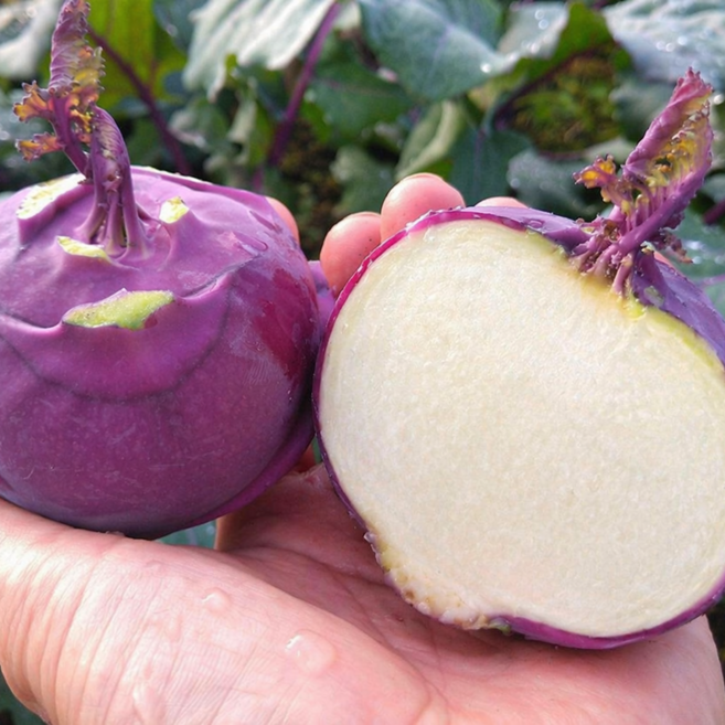 [초특가2주할인] 솔향담 정품 제주 콜라비, 1박스, 3kg