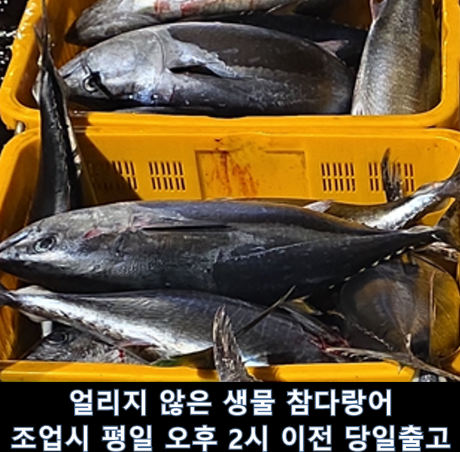 국산 횟감용 참다랑어 한번도 얼리지 않은 참치, 1개, 원물 4kg급 1미