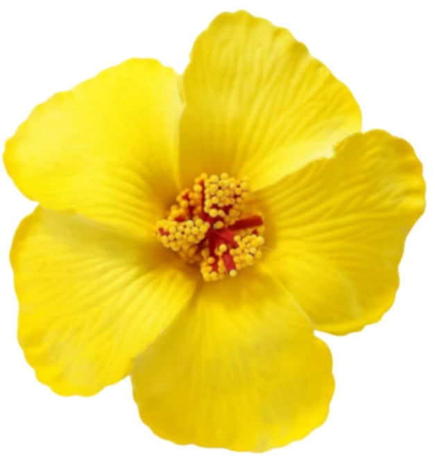 휴가 및 해변 파티를 위한 여성 및 소녀 히비스커스 헤어 바렛 헤어 액세서리를 위한 시움레이션 플라워 헤어 클립