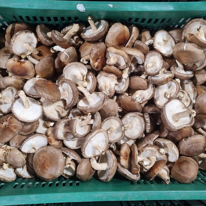 클릭마켓 국내산 생표고 버섯 못난이 파지, 1개, 1kg