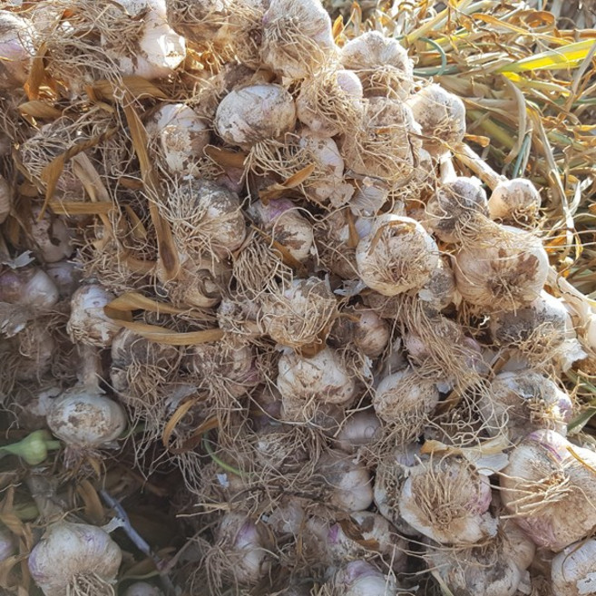 산지직송 해남 햇마늘 통마늘 고품질 마늘, 1박스, 1.5kg 내외 중 반접