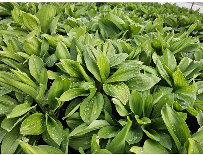 강원도 명이나물 산마늘 생명이 1kg~5kg 쌈채소 장아찌용 홍천 방내리 산지직송 봄제철 나물, 1박스, 4kg