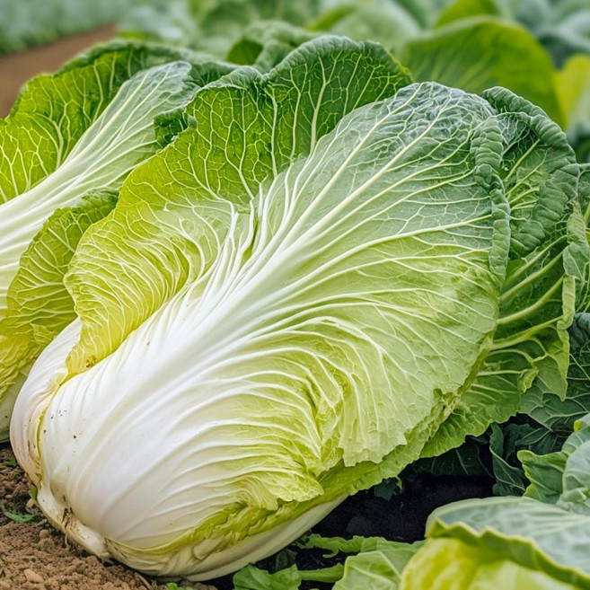 농장직송 알배기 배추 6수 (3~4kg), 1박스, 3kg