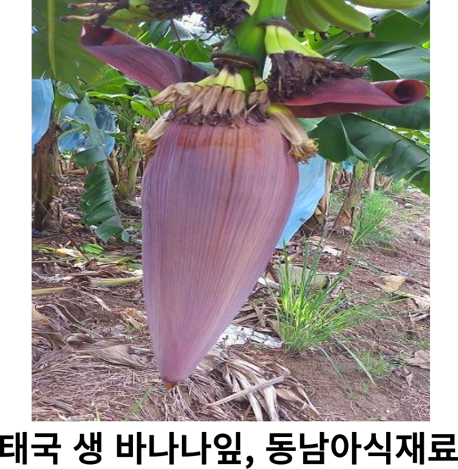 태국 신선한 바나나꽃 1kg 2.5~3kg 4.5~5kg 10kg 태국산 생 바나나꽃 동남아식재료 항공직송 샐러드 볶음요리 데코레이션, 1개