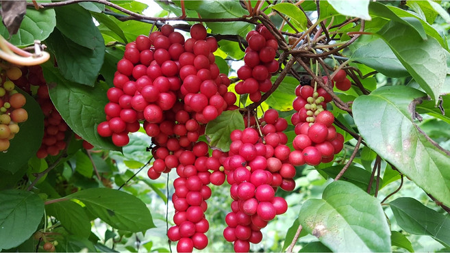 [외가농원] 2025년 문경 오미자청 오미자 당절임 10kg [원산지:국산(경상북도 문경시)], 1개, 1개입