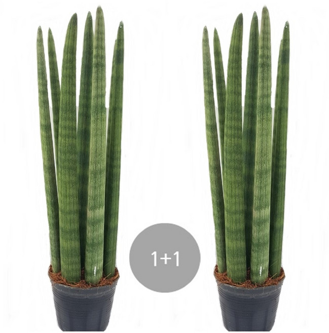 트리앤 1+1 스투키40cm 7촉이상 1개, .
