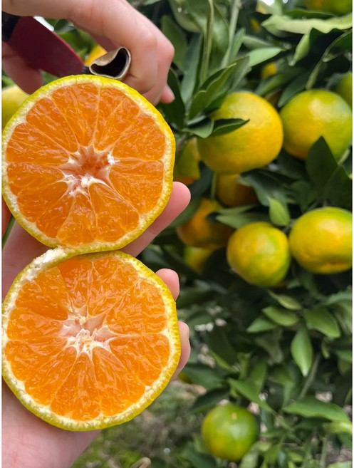 [25년첫출하] 서귀포 조생 감귤 로얄과 상큼달콤 과즙가득, 1박스, 싱싱팜 감귤 로얄과(2S-M)3KG