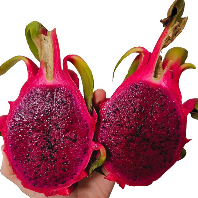 더노랑 빨간 적용과, 1박스, 2.5kg