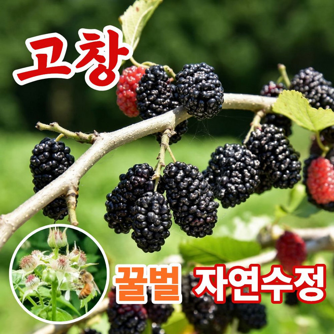 더맛곳간 과상2호 국산 고창 오디 냉동 뽕나무 열매 생과급냉 햇오디, 1개, 5kg 상품