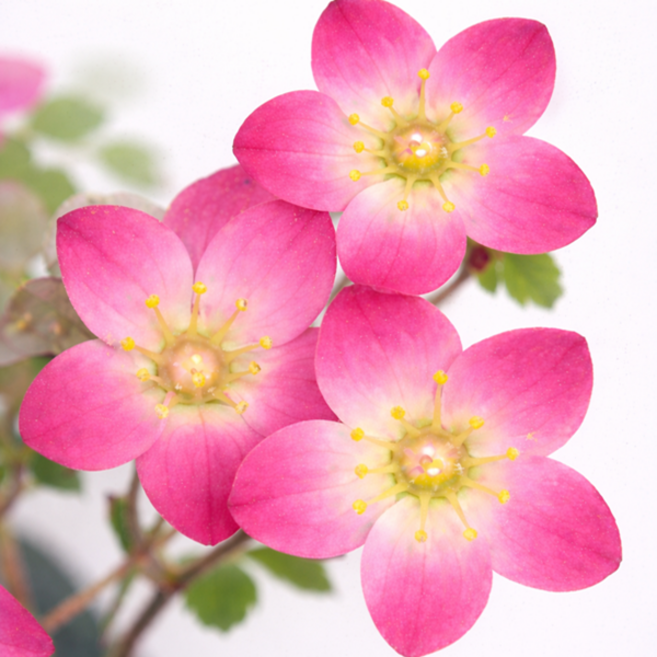 천상초(운간초)모종(5개) 분홍 핑크색 모종포트식재 노지월동가능 야생화, 5개