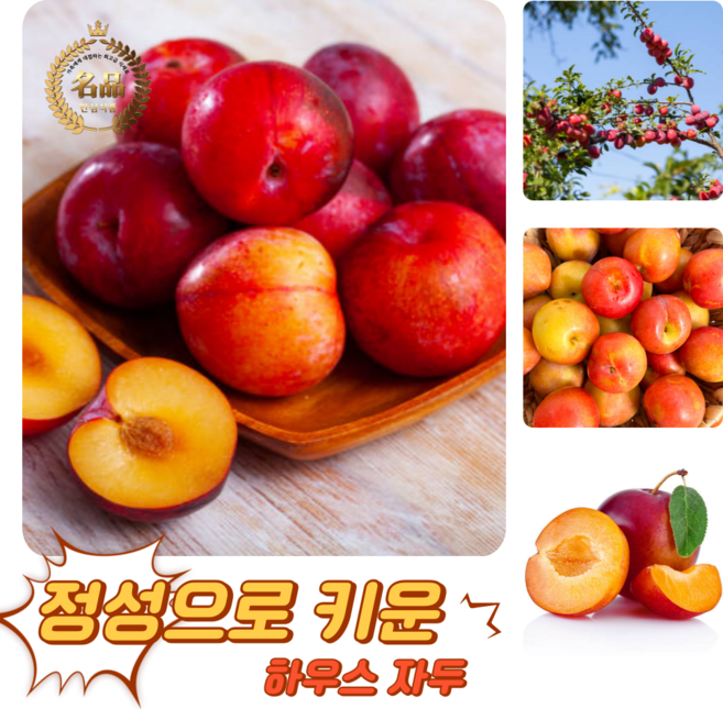 [굿피플] 고당도 달콤새콤 햇자두 하우스자두 자두, 1박스, 하우스 자두 600g 14-17과