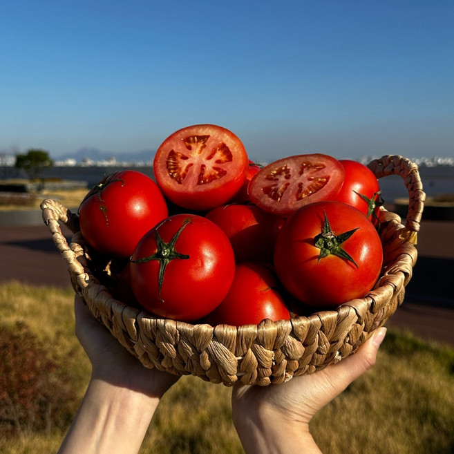 토마토 찰 완숙토마토 못난이 쥬스용, 1박스, 완숙토마토 중과 5kg (2번과)