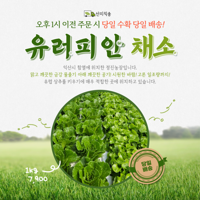 [정진농장] 유러피안 채소 6종이상 샐러드 쌈채소 유럽상추다이어트 채소 양상추 로메인상추 프릴아이스 버터헤드 카이피라 [원산지:국산(전라북도 익산시)]당일수확당일산지직송, 1개, 1kg