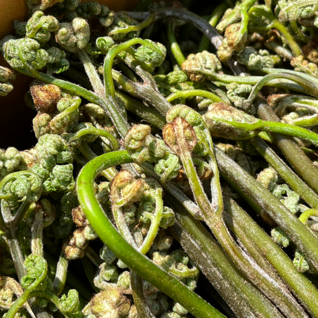 [초특가할인] 고사리 국내산 햇 생고사리, 1박스, 2kg