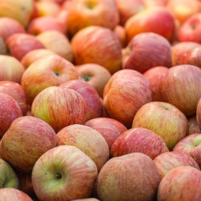 [초특가할인] 청송사과 얼음골 부사 사과 진행, 1박스, 청송 얼음골 부사사과 8kg 중대과 (박스포함)