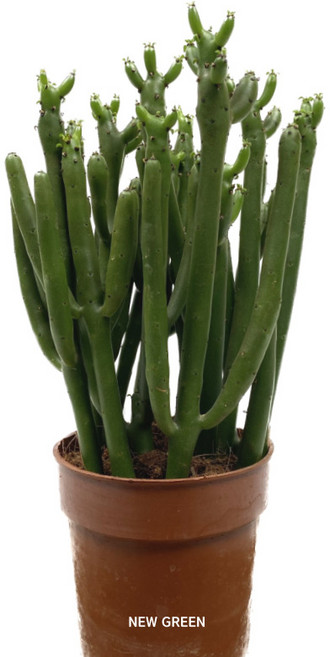 연필선인장 귀여운화분 특최상급 보장, 1개