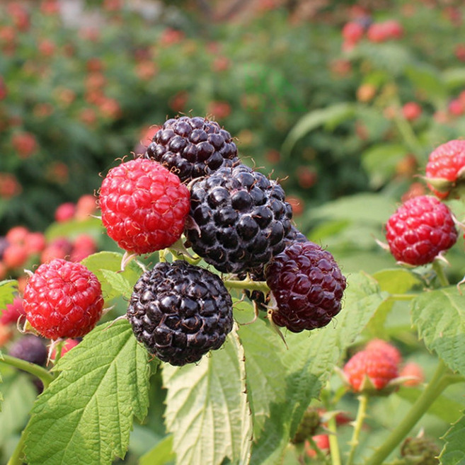 25년 고창 햇 토종 복분자 냉동생과, 1개, 10kg