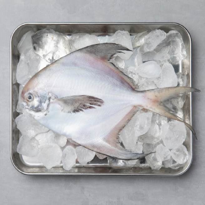 신선한 국내산 최상급 병어, 3개, 1kg