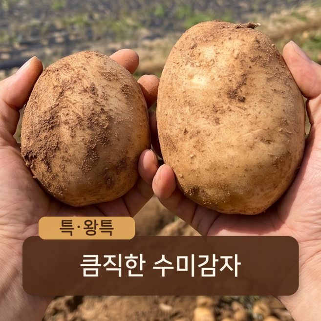 [산지직송] 국내산 햇 수미감자 포슬포슬 큼직한 큰감자, 1박스, 3kg(특) / 찜&요리용 (테니스공 크기)