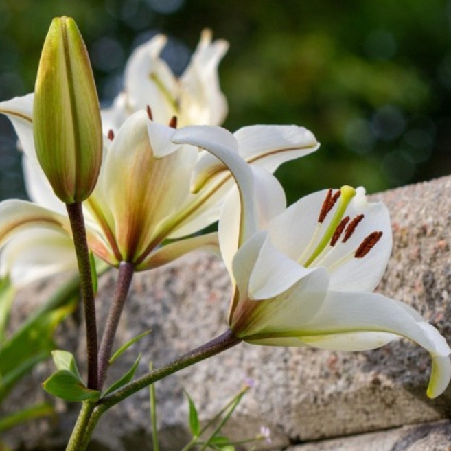 백합구근 잠베시 화이트 흰색 남서울식물원, 5개