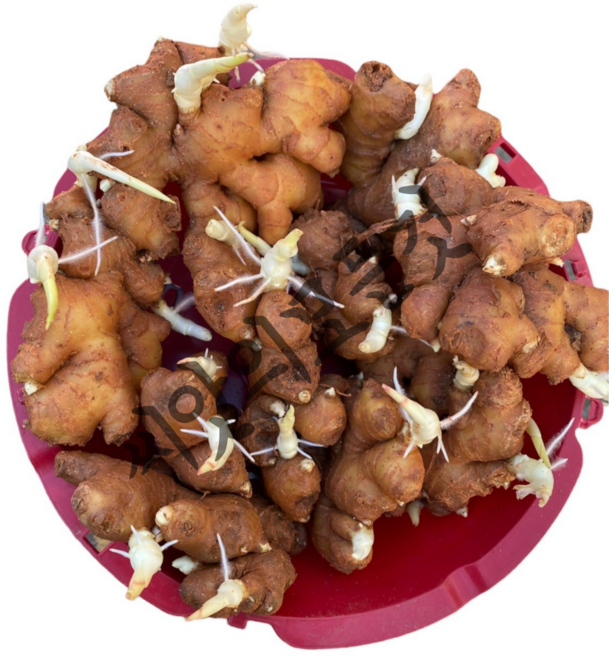 생강종자 1kg 최대산지 봉동 토굴에서 싹틔우고 황토먹인 개량종 싹생강 씨앗 햇종자, 1개