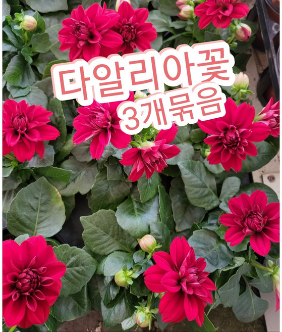 다알리아꽃 3개묶음/꽃이 크고 화려하며 색깔도 다양한 다알리아, 3개