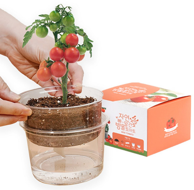 방울토마토 키우기 올인원 키트 씨앗 세트 식목일, 1) 방울토마토 키우기 키트