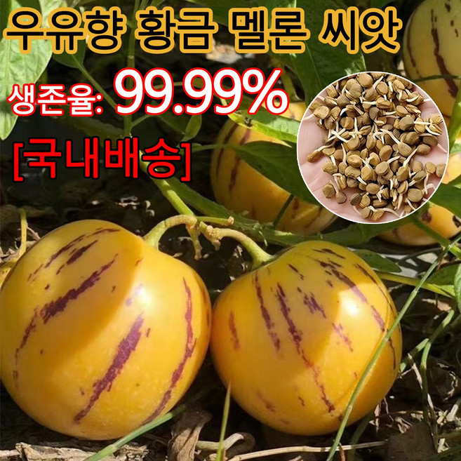 [국내배송] 페피노 멜론 씨앗 황금 페피노 멜론 씨앗 건강에 좋은 과일 씨앗, 200개