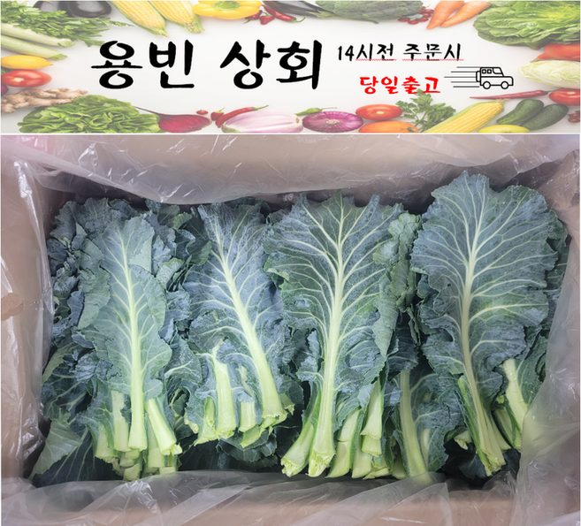 ( 용빈 상회 ) 국내산 케일 즙용 쌈케일 쌈채소 2kg내외 4kg내외, 1박스, 2kg