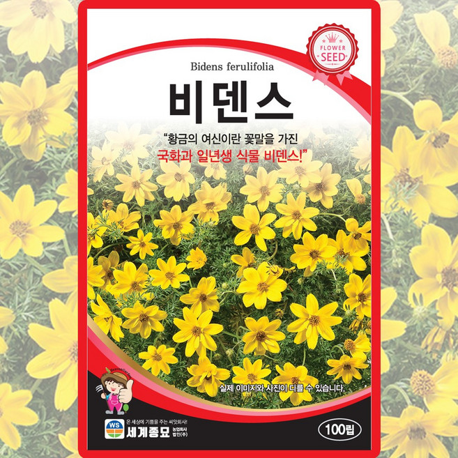 세계종묘 비덴스 씨앗 100립 일년생 비덴스 꽃씨 종자, 1개