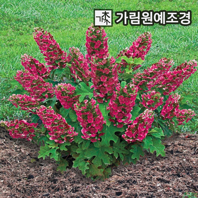 떡갈잎수국 묘목 루비슬리퍼즈 C2포트 수국나무 가림원예조경, 1개