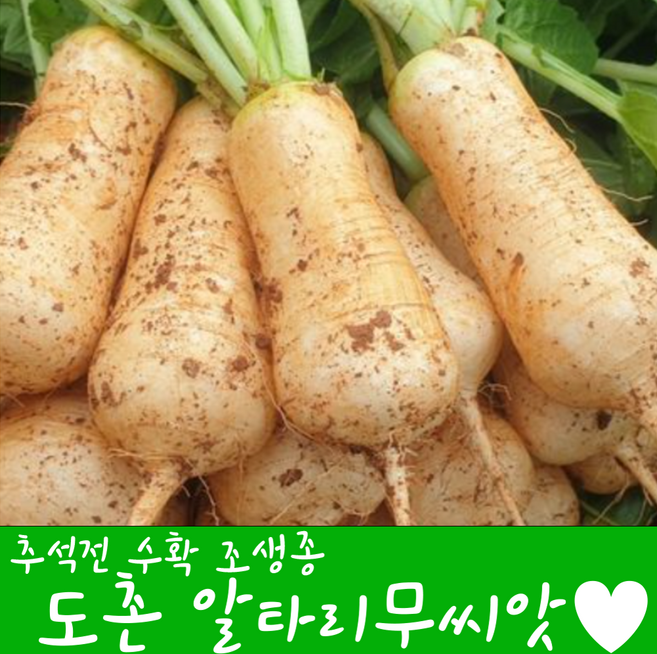 [농대나온남자] 달달한 알타리무 씨앗 30g + 나비끈끈이트랩, 1개