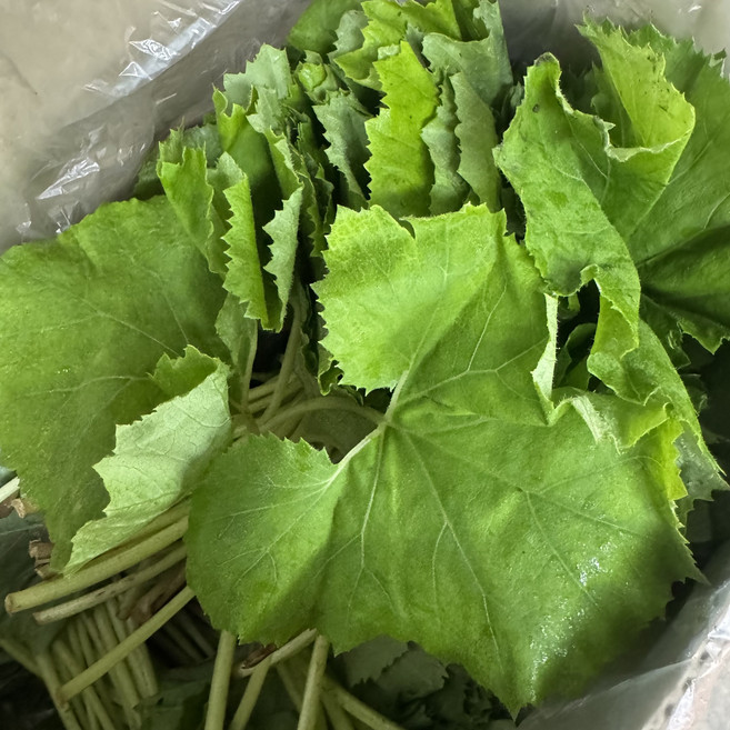 국내산 머위나물 봄나물 머위잎 노지, 500g, 1박스