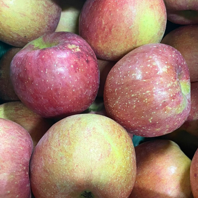 아삭달콤맛있는 가정용 꿀사과 사과, 1개, 2kg