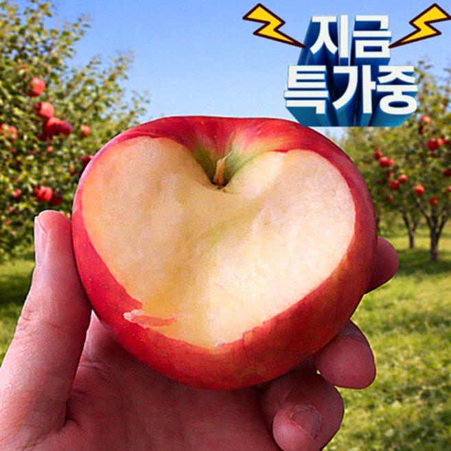 [초강력특가] 실패없는맛 아삭달콤 꿀당도 부사사과, 1박스, 5kg 중과