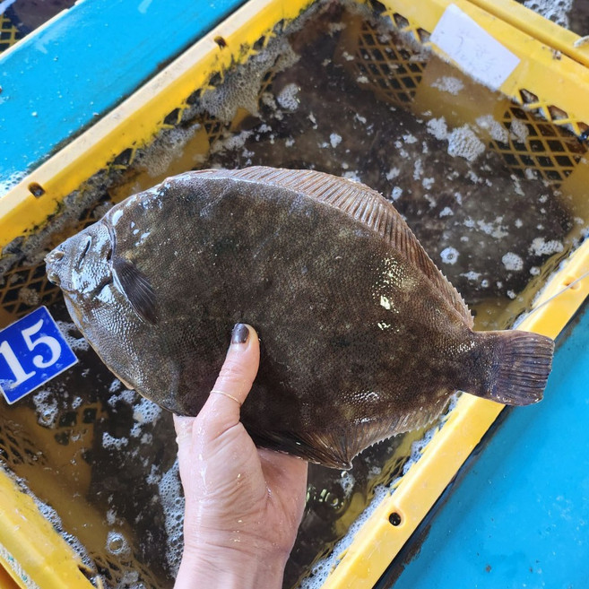 [통영산지직송]제철 손질 봄 도다리 800g+쑥40g, 1개, 800g