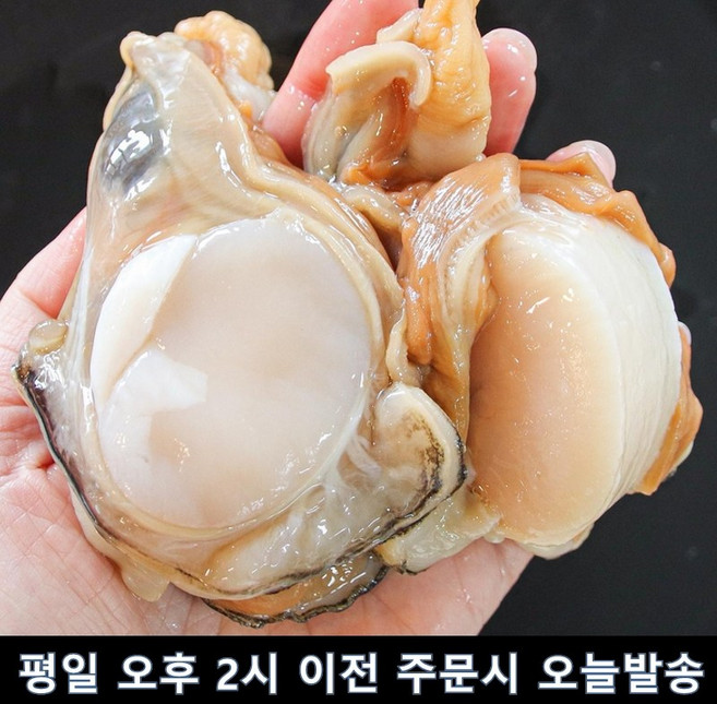 국산 키조개 손질키조개 횟감가능 날감지포함, 1개, 1kg내외 (10-20미 내외) x 3