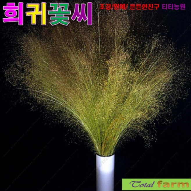 (씨앗나라 ) 팝플러스 구름초 15립, 1개