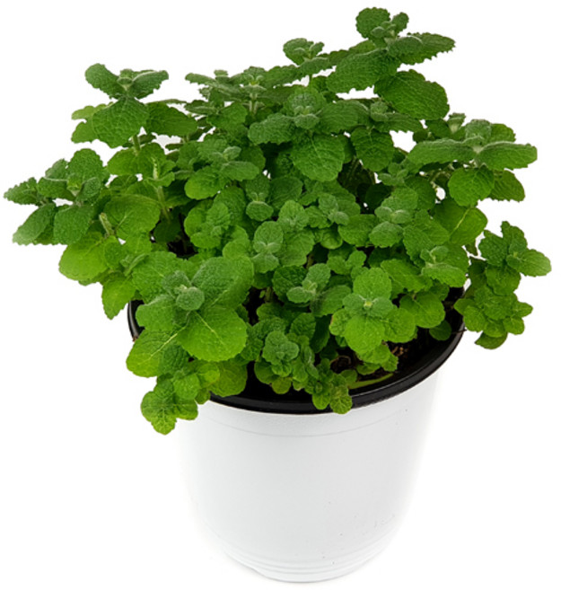 미스터허브 실내 공기정화식물 식용허브 키우기 화분 분갈이 인테리어 식물, 84_애플민트(중품), 1개