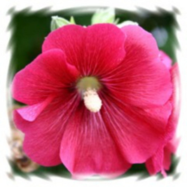 [꽃씨]접시꽃, 야생꽃씨 : 10g, 1개