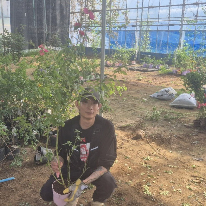 넝쿨장미나무 사계 덩굴 장미묘목 J15분갈이포트묘 안젤라 스칼렛 사하라, 사계넝쿨 스칼렛빨강장미 (J15분갈이포트묘)