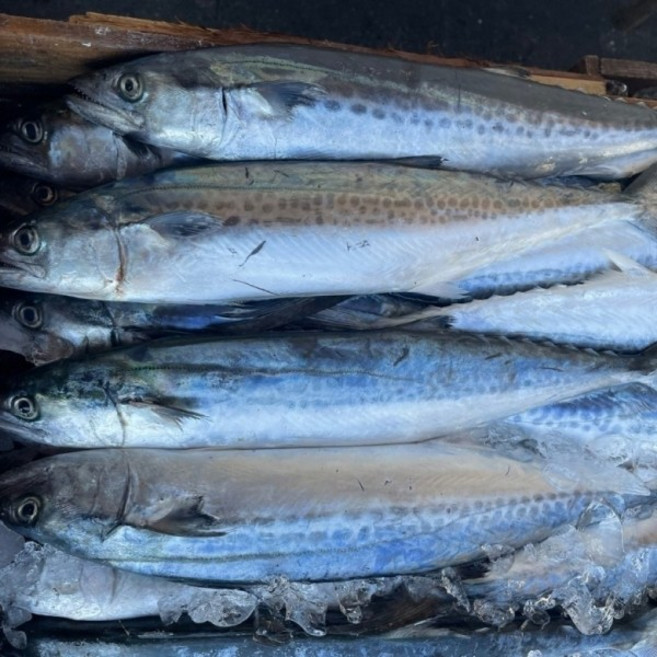 국내산 동해안 생물 삼치 3kg 통삼치, 1