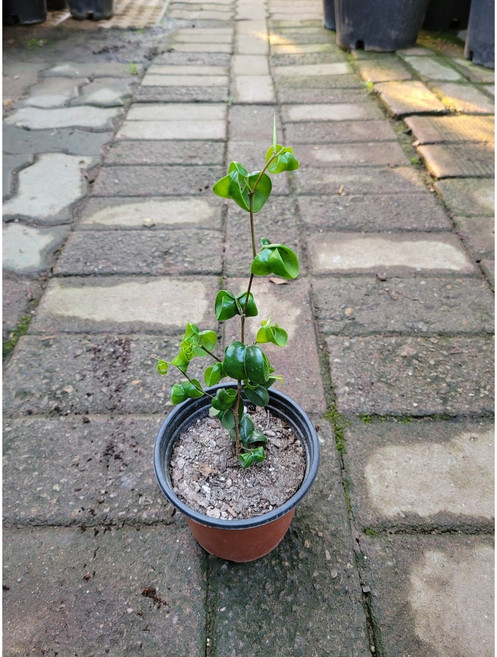 15~30cm 바로크벤자민 소품 99, 1개