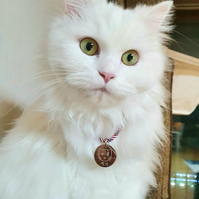 일러스트 써지컬 고양이 이름표 인식표 써지컬 목걸이, 이름표 목걸이, 원형, 4번, 1개