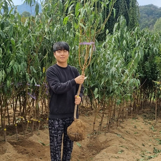 복숭아나무묘목 경봉 딱딱이백도 복숭아 3년생분묘상묘, 백도(마도카) 3년생분묘상묘