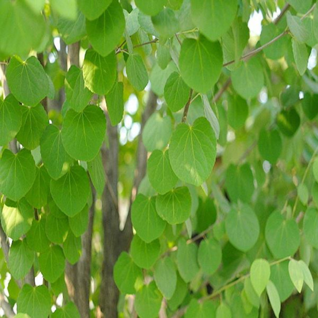 계수나무/실생5년(분묘)조경수/정원수/묘목/B1763, 1개