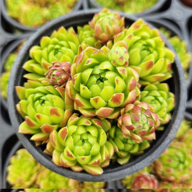 [풀멍상점] 레드앤그린~ 노지.월동 야생/ 선별발송 분채배송/ 방수라벨 이름표포함, 1