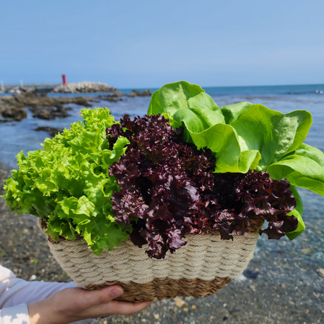 친환경 무농약 수경재배 모듬 채소 유러피안 샐러드 1KG 버터헤드 카이피라 프릴아이스 상추 유럽상추 쌈채소 산지직송[원산지: 국산 (울산광역시 울주군)], 1개