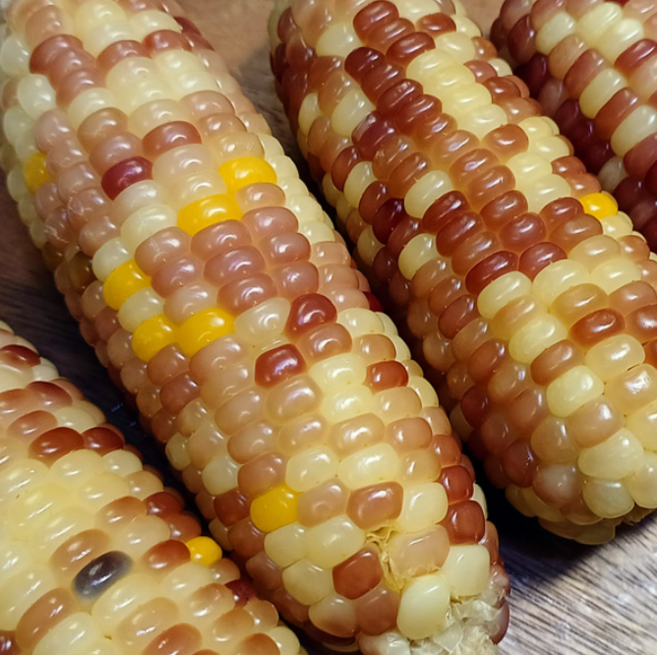 웰빙마트 찰진 홍찰 옥수수 무첨가 삶은옥수수, 1박스, 4kg(30개)