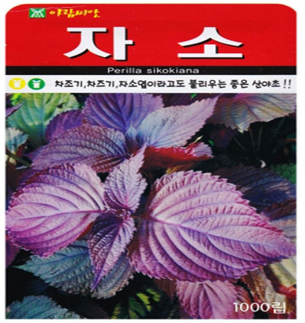 영농사 자소씨앗 1000립 차조기 차즈기 자소엽, 10개